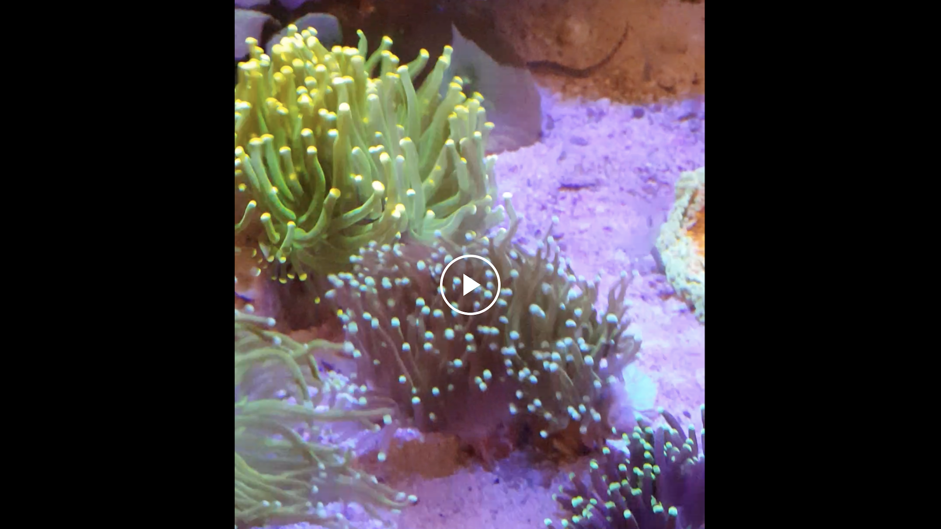 A video showing a close-up of a green button polyp with glowing tips, situated on a sandy substrate and surrounded by rocks in an aquarium under blue and purple lighting.